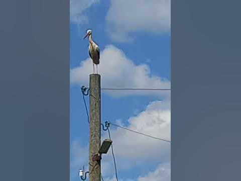 Карелия,Сосновец аист. - YouTube