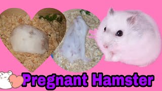 PREGNANT HAMSTER🐹 by Yolli bee 93 views 2 years ago 3 minutes, 15 seconds