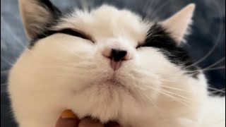 Car Engine Is Running Tiara Having A Cuddly Day