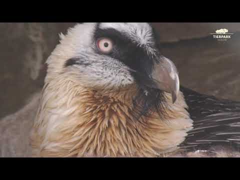 Bartgeier im Tierpark