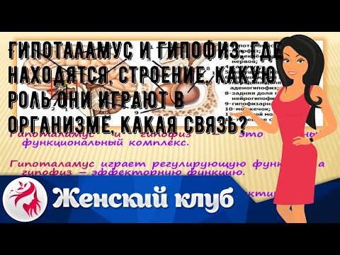 Гипоталамус и гипофиз: где находятся, строение, какую роль они играют в организме, какая связь?