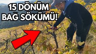 ¡15 Acres de Viñedo Limpiados! Primer Paso a Nuestro Huerto de Higos