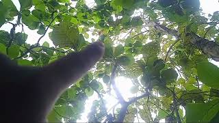 Sarangnya Tinggi Banget ?Burung Prenjak Lumut Bersarang Di Pohon Jati