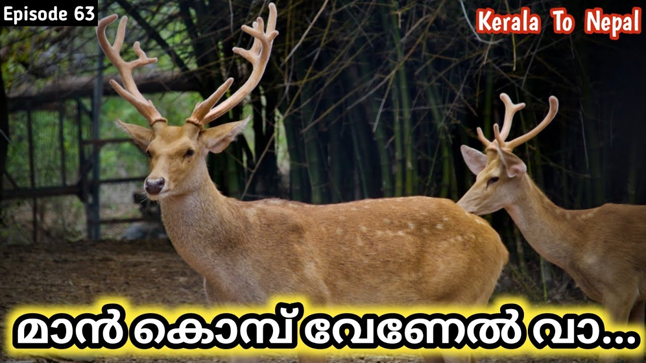 DO YOU WANT DEER ANTLERS...? Kerala To Nepal Trip Reached MANALI