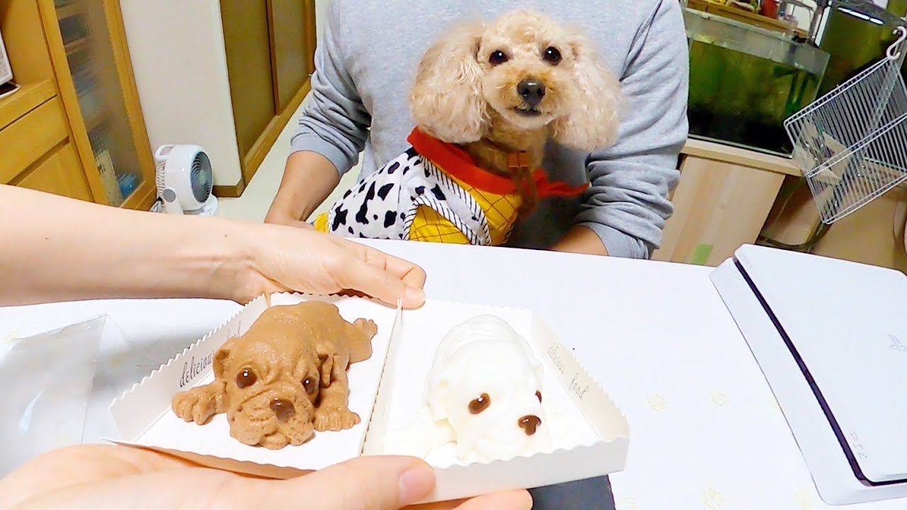 リアルすぎる犬型ケーキを食べる主人を見た犬は本当にびっくりするの ドッキリ トイプードルのわこ Youtube