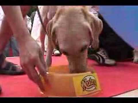 2007狗狗聖誕party-快食王之Bella