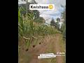 Kwishaaaa Hayo Hapo Mahindi Yangu Yakihamia Shamba La Jirani Funny Shortvideo Viralvideo