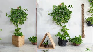 Amazing Money Plant Climbing Designs to Try in Your Home Decor | Indoor Money plant//GREEN PLANTS by Green plants 4,621 views 3 months ago 3 minutes, 56 seconds