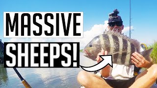 Fishing mud crabs on structure for NON STOP Sheepshead action! Kayak fishing Oak Island, NC