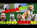 一番強い犬は何？パンク町田が喧嘩番付発表