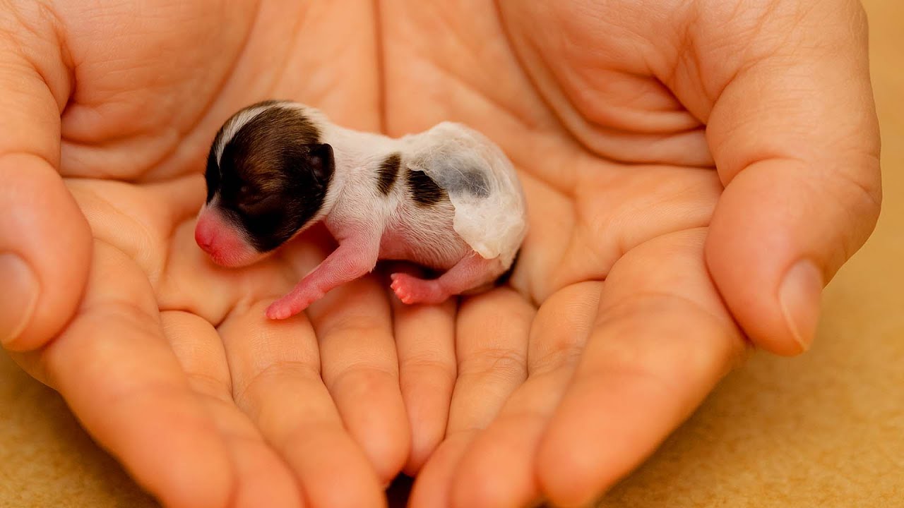 Мама-собака 🐶 пришла ко мне домой ночью, и на следующий день произошло чудо. 🐶🐕🥰😘❤