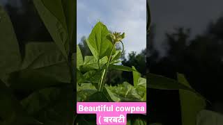 Beautiful plant of cowpea || shorts