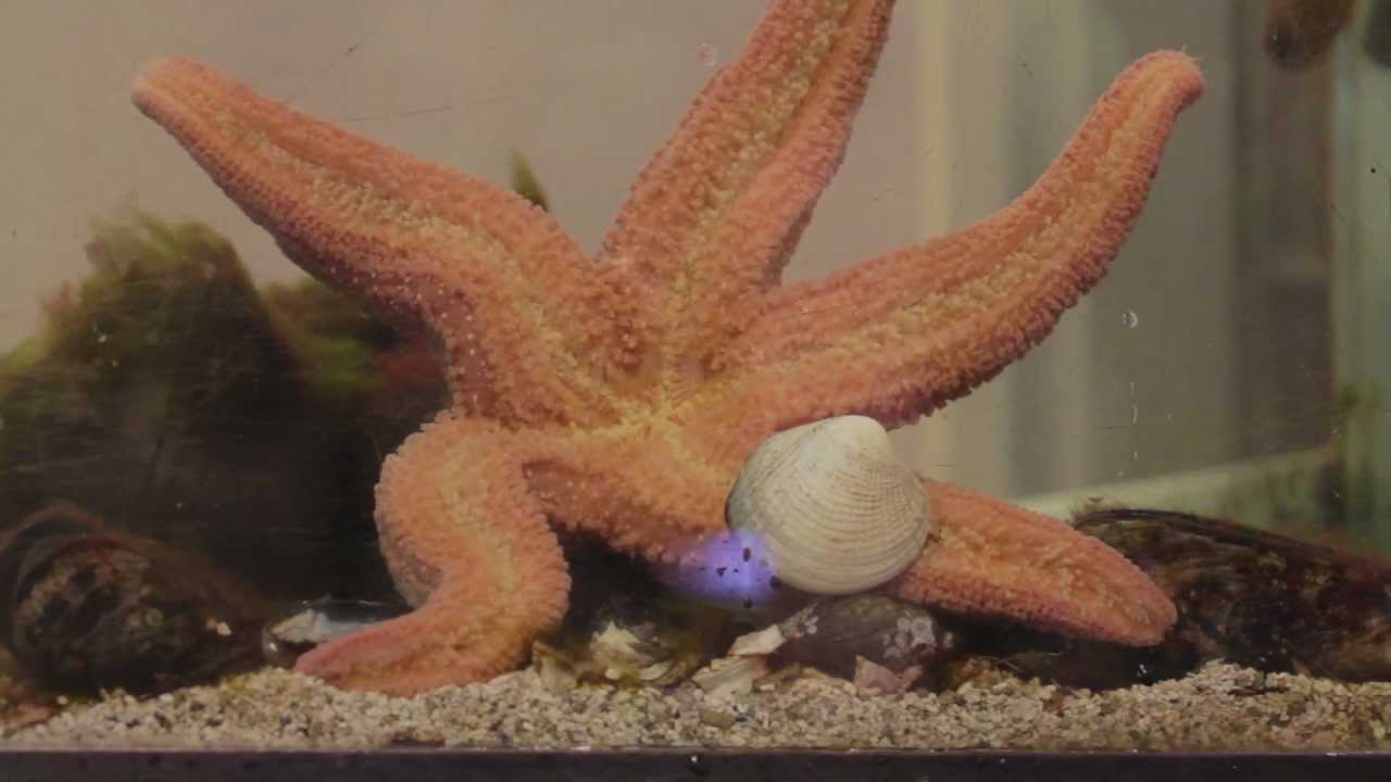 Star Fish Eating Clam