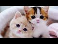 😂😂#shorts#cats cute kitten in teaport😆