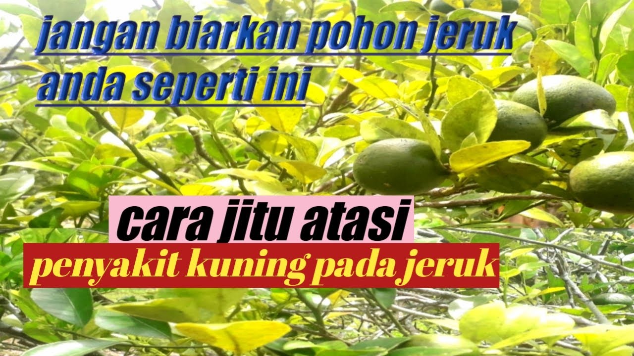 cara jitu | atasi penyakit kuning pada jeruk | segera lakukan sebelum terlambat