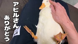 このアヒルは僕に最高の瞬間をもたらしてくれました　Thank you for your duck