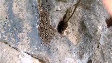 Dùng dầu gió trường sơn bắt tổ ong mật trong hang đá ra nhanh k tưởng