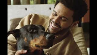 The Weeknd Age, Height, Net worth, Songs, Girlfriend, Concert !!