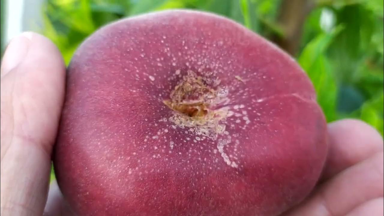 Купить саженцы Инжирный персик Свит Ринг /Sweet Ring/ горький миндаль в Украине:
