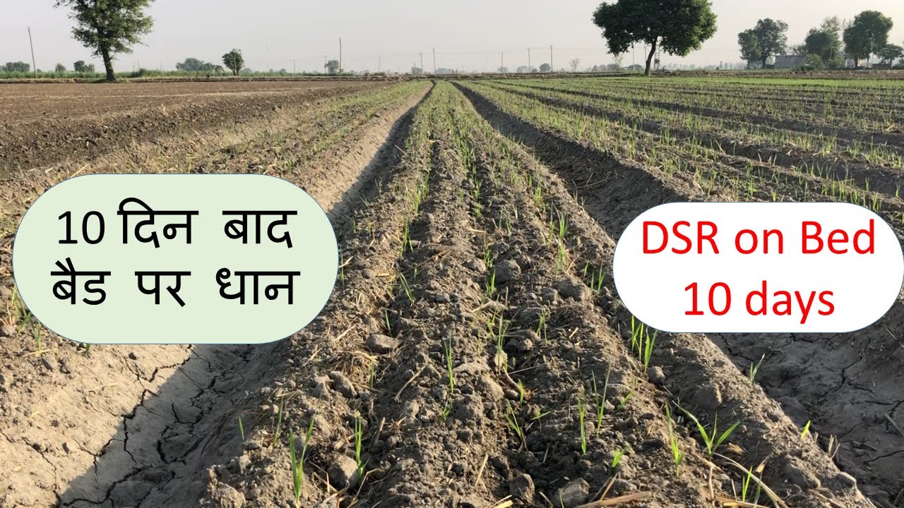 After10 days DSR on Bed sowing rice New Technique
