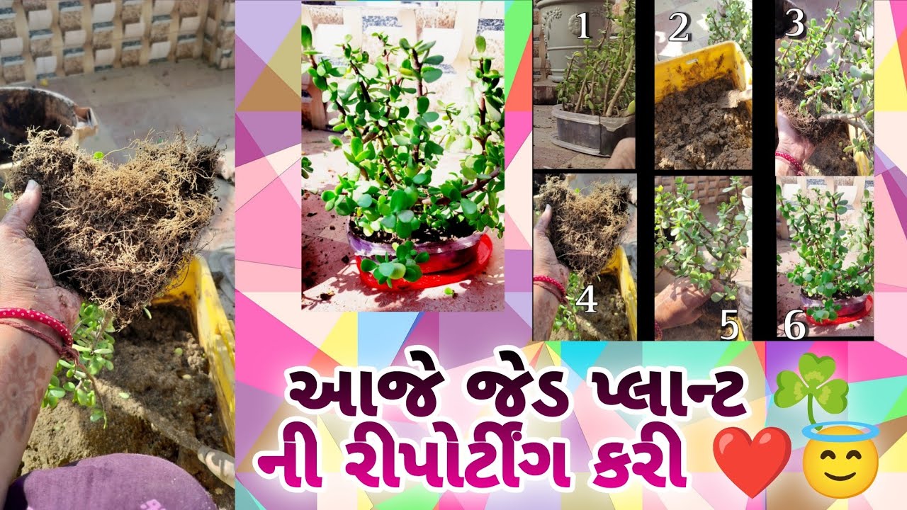 જેડ પ્લાન્ટ ☘️ ની રીપોર્ટીંગ કરી ☘️❤️#plants#gardening#garden#nature#home #youtubeshortsvlog  