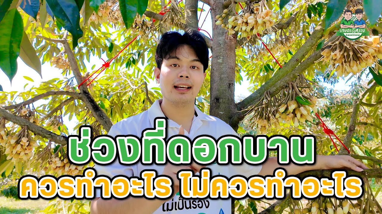 ในช่วงที่ดอกใกล้บานหรือดอกบาน ควรทำหรือไม่ทำอะไรบ้าง