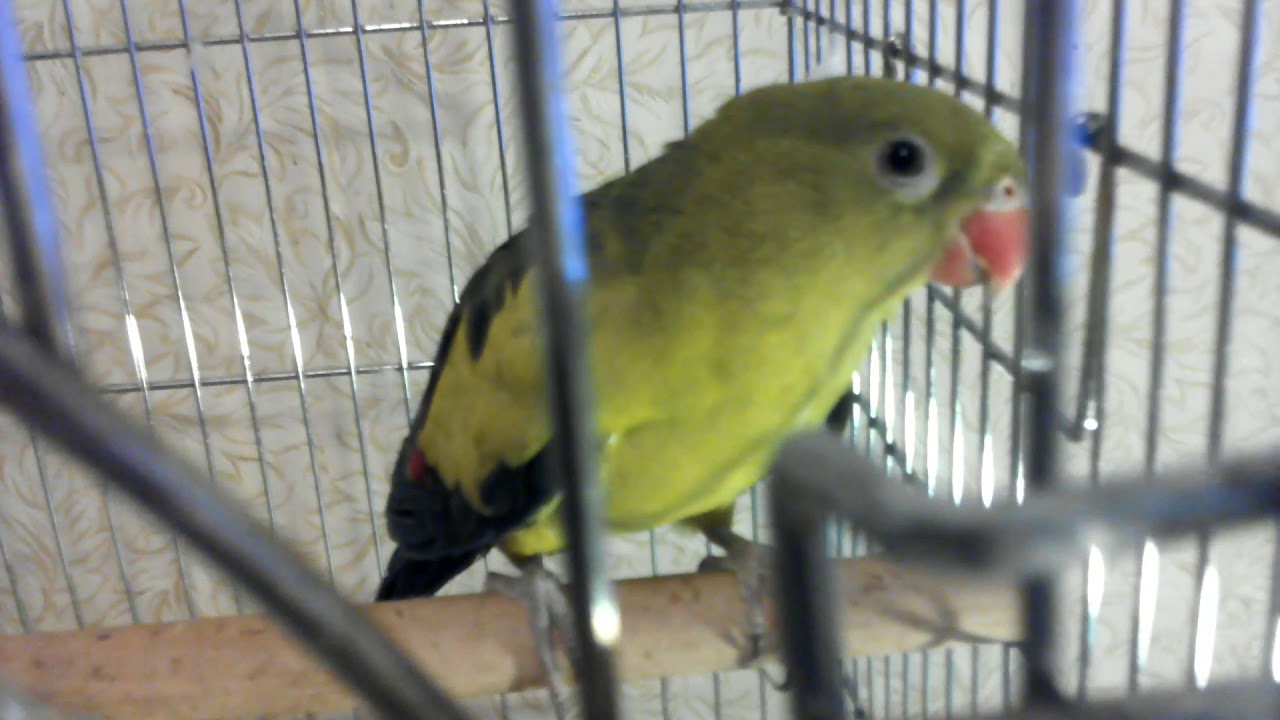 Роскошный горный попугай и ожереловый Сравнение размеров