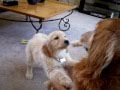Golden retriever puppy lily with champ