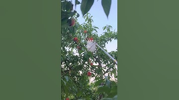 Fruit picker smart tools #shorts #smartworking