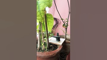 क्या आप के घर में भी शिवलिंग है तो ध्यान दे 😳#pandit_pradeep_ji_mishra #ytshorts #shorts