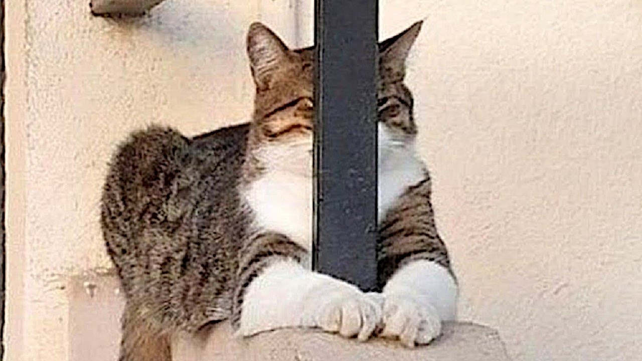 Unexpected cat behaviors