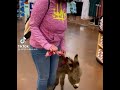 Theres a god damn mule in Walmart again! Leave your pets at home!
