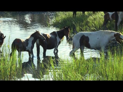 Vidéo: Les Poneys Sauvages De Chincoteague - Poneys De L'île Assateague - Vétérinaire Quotidien