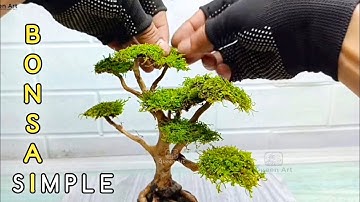 How To Make a Bonsai Tree for Aquascape