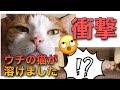 番外編/ SEN♪CHANNEL#1 溶けだす猫