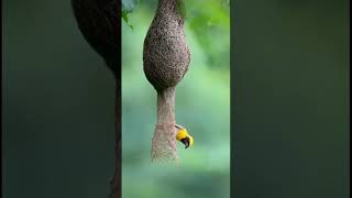 Burung lulusan S3 Arsitektur #manyar #manyartempua #bayaweaver