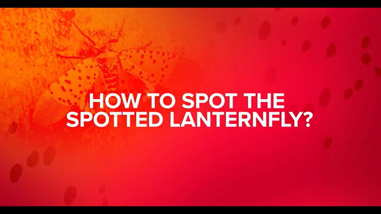 Learn How and Where to Spot Adult Spotted Lanternflies