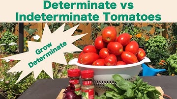 Determinate vs Indeterminate Tomatoes and 5 Reasons to Grow Determinate Tomatoes This Year!