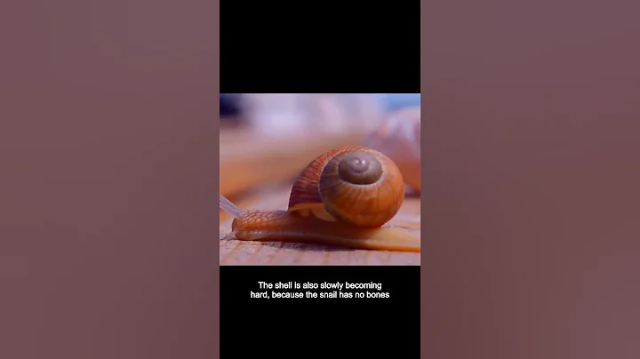 Do snails have shells when they are born? #Animal # Nature # Animal World