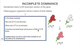Genetics Review and Monster Genetics Assignment