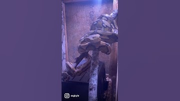 #shorts #reticulated#python#snake#emu #farm