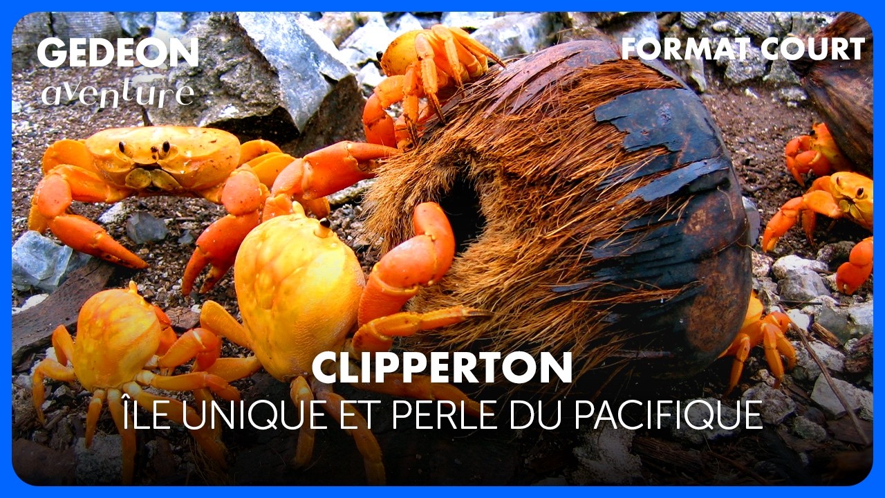 Un trou mystérieux au cœur du Pacifique : Clipperton dévoile ses secrets | GEDEON Aventure