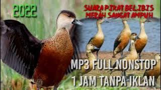 Terbaru  pikat ampuh belibis kembang 1 jam full joss...