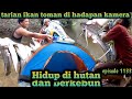 tarian ikan toman di hadapan kamera menyapa penonton warta petani muda hidup di hutan