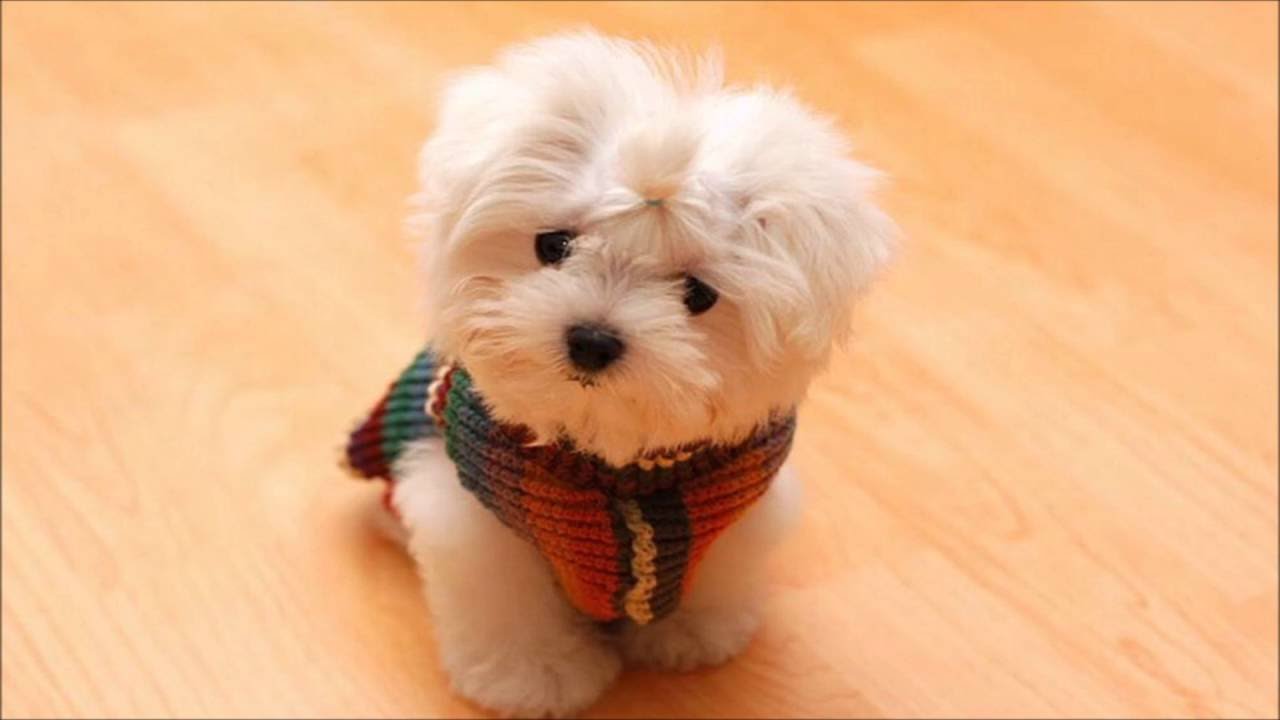 Cute Maltese Puppy Collection Youtube