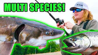 Bank Fishing The Columbia River For Sockeye, Chinook, & Steelhead. (Multiple Species Caught) 