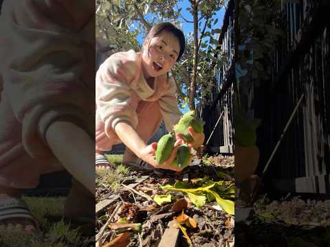 🇳🇿 흔하게 볼 수 있는 뉴질랜드 일상