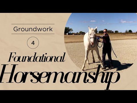 Moving Horse's Shoulder | Groundwork for Beginners and Green Horses | Preparation for Cl. Groundwork