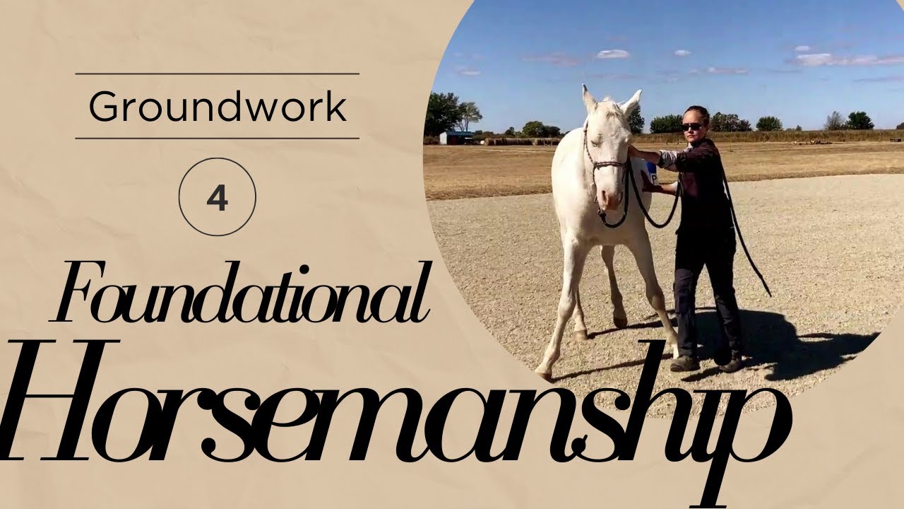 Moving Horse's Shoulder | Groundwork for Beginners and Green Horses | Preparation for Cl. Groundwork