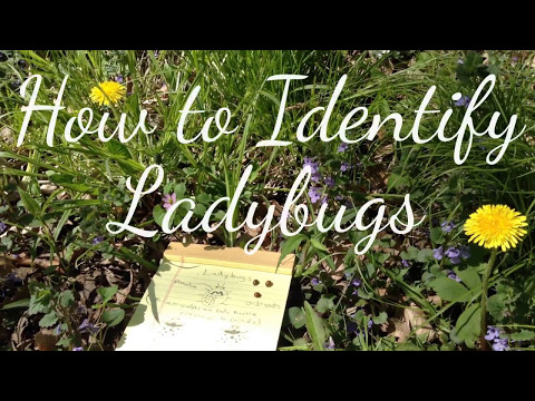Comment identifier Coccinelles (Coccinelles)